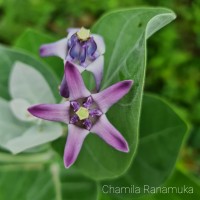 Calotropis gigantea (L.) W.T.Aiton